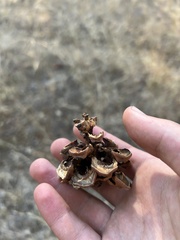 Pinus cembroides lagunae