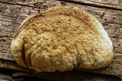Spongiporus leucospongia