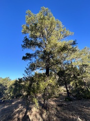 Pinus cembroides lagunae