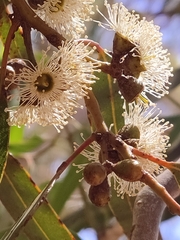 Eucalyptus laeliae