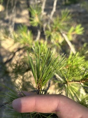 Pinus cembroides lagunae