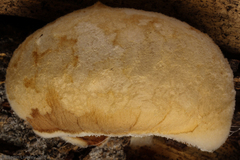 Spongiporus leucospongia
