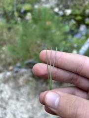 Pinus cembroides lagunae