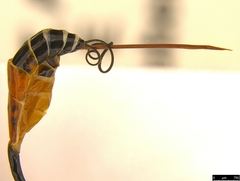 Myrmeleonostenus