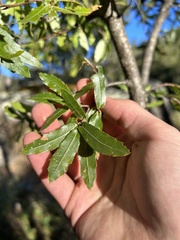 Quercus devia