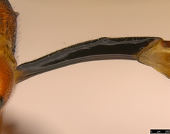 Myrmeleonostenus