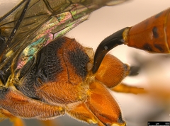 Myrmeleonostenus