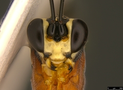 Myrmeleonostenus