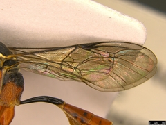 Myrmeleonostenus