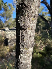 Quercus devia