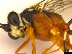 Myrmeleonostenus