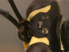 Myrmeleonostenus