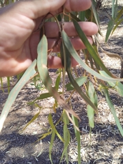 Eucalyptus laeliae