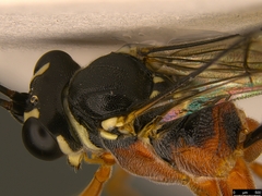 Myrmeleonostenus