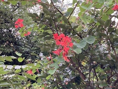 Bauhinia galpinii