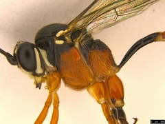 Myrmeleonostenus