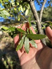 Quercus devia