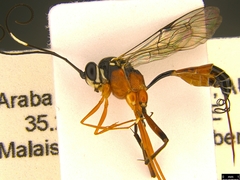 Myrmeleonostenus