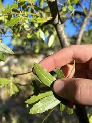 Quercus devia