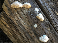 Spongiporus leucospongia