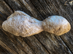 Spongiporus leucospongia