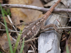 Diporiphora