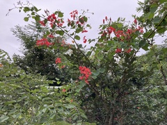 Bauhinia galpinii