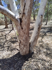 Eucalyptus laeliae