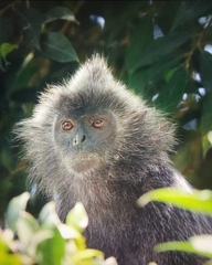 Trachypithecus selangorensis