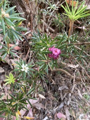Cyathodes glauca