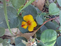 Platylobium infecundum