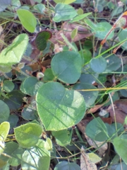 Platylobium infecundum