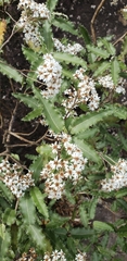 Olearia ilicifolia