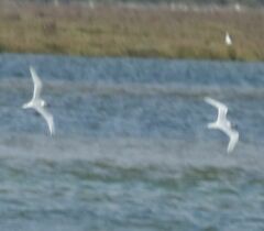 Thalasseus sandvicensis