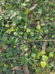 Platylobium infecundum