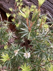 Cyathodes glauca