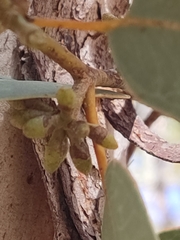 Eucalyptus accedens