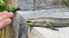 Dasia olivacea