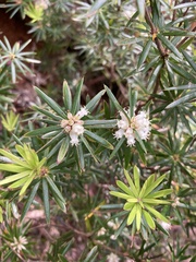 Cyathodes glauca