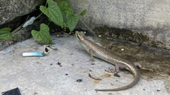 Dasia olivacea