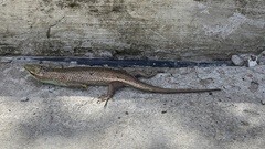 Dasia olivacea