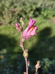 Antirrhinum majus
