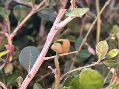 Psylla buxi