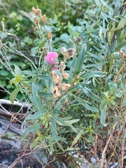 Antirrhinum majus