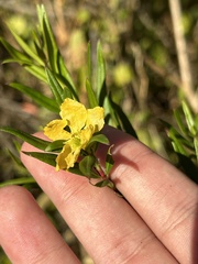 Heimia salicifolia