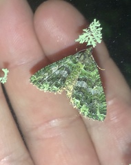 Austrocidaria similata