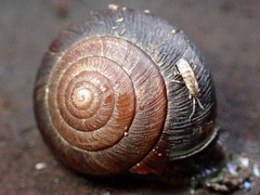 Helminthoglypta arrosa