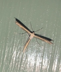 Pterophoroidea