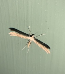 Pterophoroidea