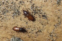 Mesites pallidipennis
